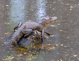 American Alligator Basking
