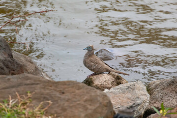 A zebra dove on a rock