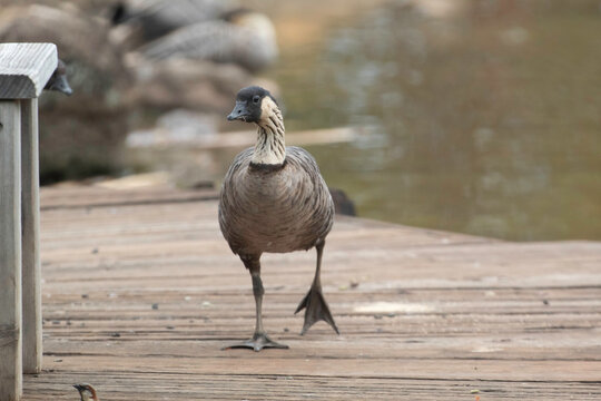 Nene Or The Hawaiian Goose