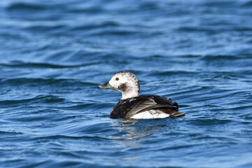 Female Long-tailed duck on lake
