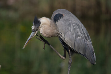 great blue heron ardea cinerea