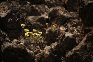 Flowers growing in Lava Beds