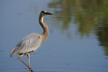 great blue heron ardea cinerea