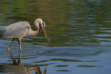 great blue heron ardea cinerea