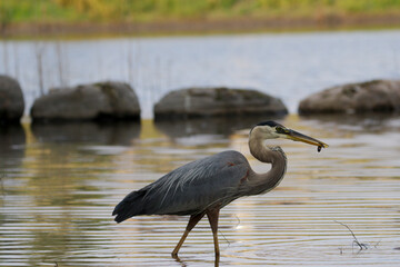 great blue heron ardea cinerea