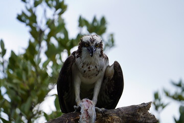 bird of prey osprey feeding