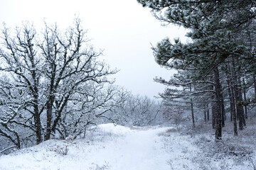Forest in the snow
