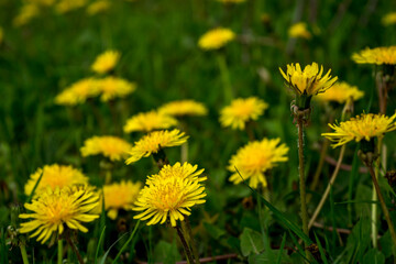 Dandelion