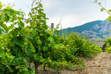 Young vineyard