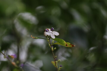 紅葉、朝焼け、草、木、花