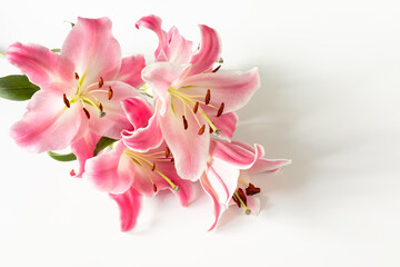 pink lily flowers on a white background. flower business, floristry concept - obrazy, fototapety, plakaty