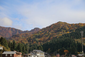 紅葉、朝焼け、草、木、花