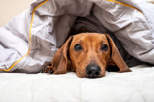 Dachshund hunting dog resting in a soft bed, covered with a warm blanket and looking directly at the camera, resting his head on the sheet.