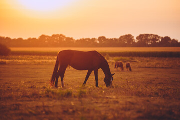 Herd of horses grazing in the meadow in the evening sun. Free horses graze in summer