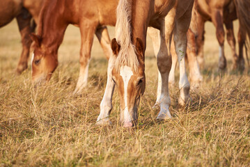 Portrait of a light-bay draft horse with a white stripe grazing in the meadow. A herd of red horses grazes in the sunset light