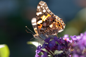 Vanessa cardui or the painted lady in the sun