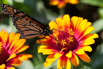 bright yellow red zinnia flower and monarch butterfly