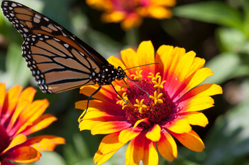 monarch butterfly walks on the surface of a zinnia flower