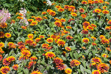 Naklejka premium field of zinnia flowers and butterfly