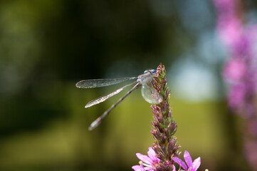dragonfly on loosestrife