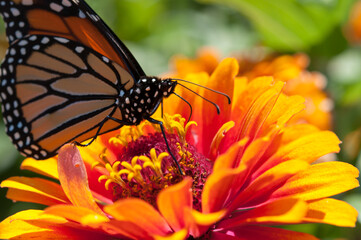 monarch butterfly closeup on a bright orange zinnia flower