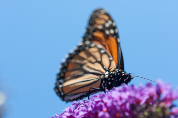 monarch butterfly on Buddleia davidii and blue sky