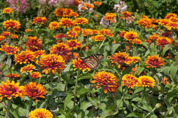 monarch butterfly on zinnia blossoms