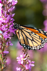 monarch butterfly on loosestrife 