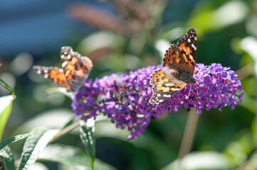 Vanessa cardui or the painted lady