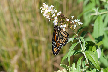 garden with flower and butterfly