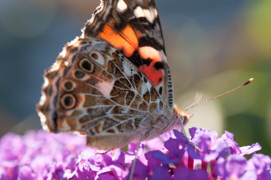 Vanessa cardui or the painted lady on a purple flower