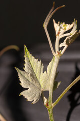 grape vine in the sun