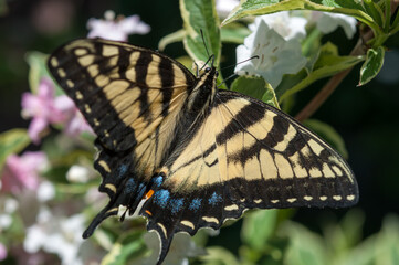 black-and-yellow swallowtail butterflies or the eastern tiger swallowtail (Papilio glaucus)