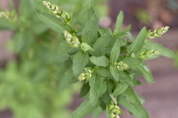 close up of fresh herbs (sage with flower buds)