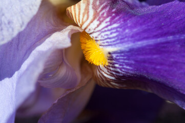 close up of a purple iris flower
