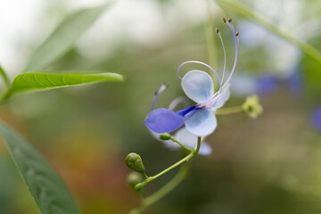 Rotheca myricoides or butterfly bush blossoms isolated on a bokeh background