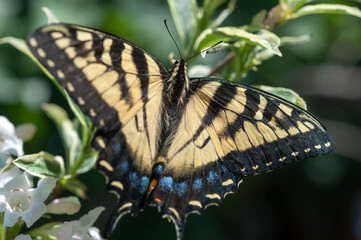 Eastern Tiger Swallowtails - Papilio glaucus - female