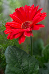 isolated red gerbera flower 