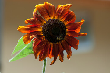 orange flower with bee