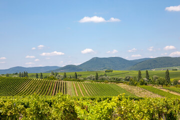 Blick über Weinberge, Südpfalz