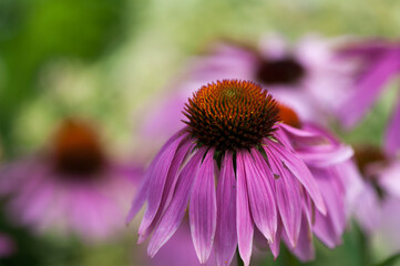 close up of a purple flower