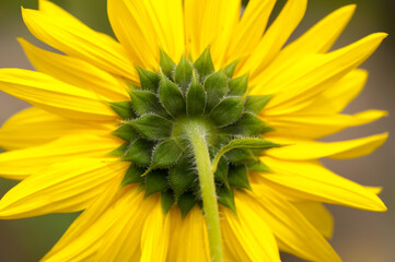 rear view of a sunflower close up