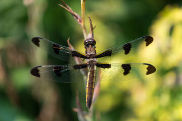 dragonfly on a branch