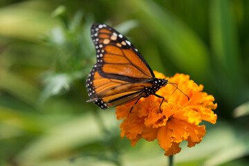 Obraz na płótnie Canvas monarch butterfly on a marigold flower