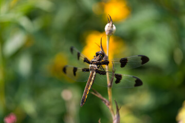 dragonfly on a twig