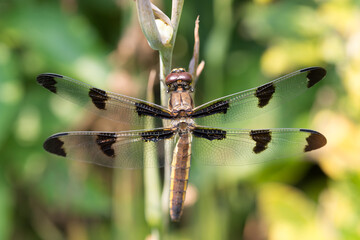 dragonfly on a branch
