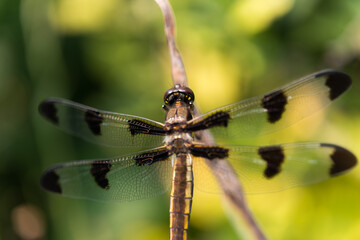 close up of dragonfly