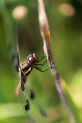 dragonfly on a branch