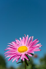 pink aster on a blue sky
