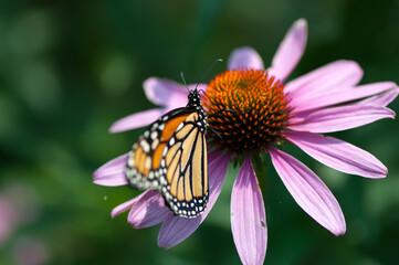 butterfly on coneflower